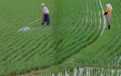 水稲栽培